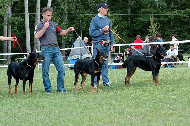 Birmane De Montclea (26)
